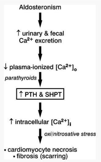 aldosterone → PTH → calcium kills heart muscle cells → scar tissue → heart can’t pump properly → heart fails.