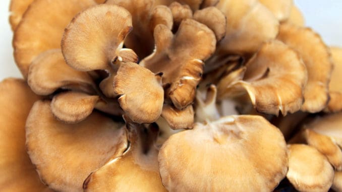 Maitake mushrooms