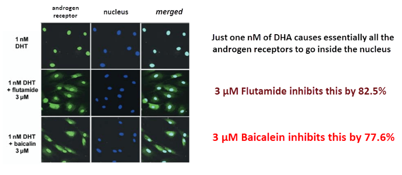 The inhibition was proven directly using fluorescent antibodies against the androgen receptor (green) and a DNA-binding stain for the nucleus (blue). 