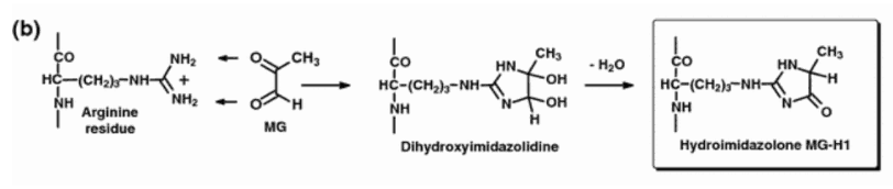 Methylglyoxal freely adds to arginine side chains in its classic reaction, thereby transforming them into hydroimidazolone side chains: 