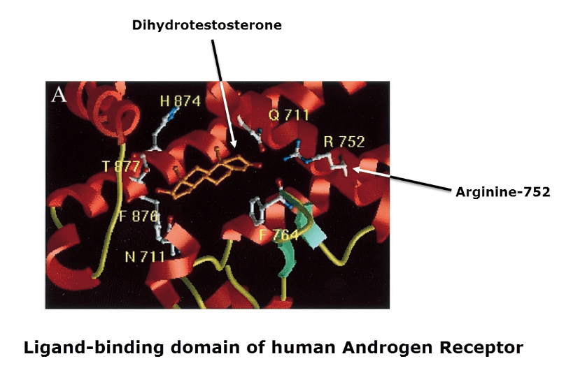 Ligand-binding domain of human Androgen Receptor