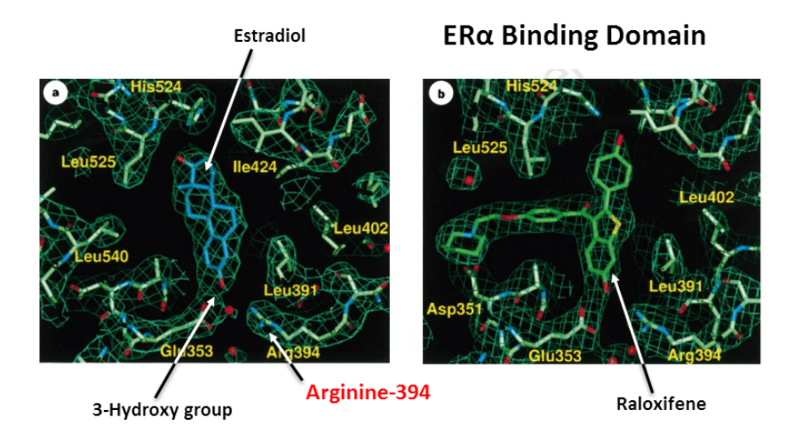 Baicalein does not bind to the receptor. Nor does it inhibit aromatase. 