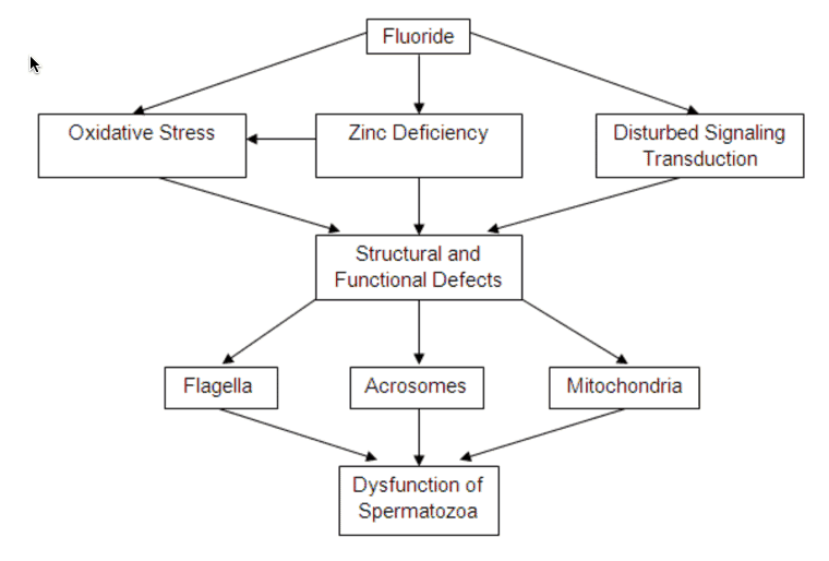 Here's a diagram from the study that shows a lot of what's going on here: