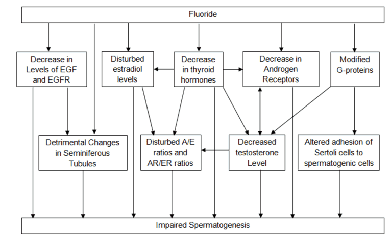 Does fluoride in your drinking water hurt your thyroid?