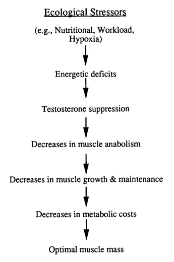 Testosterone of 200 and what it may mean
