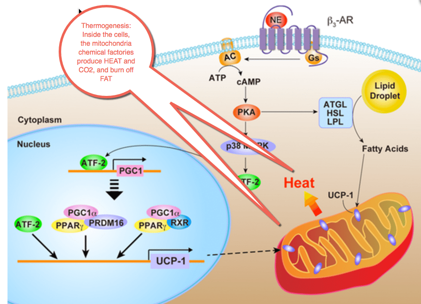 Yes, you can really burn away fat, it's called thermogenesis