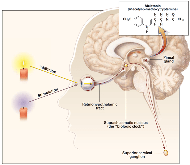 Melatonin may hurt male performance