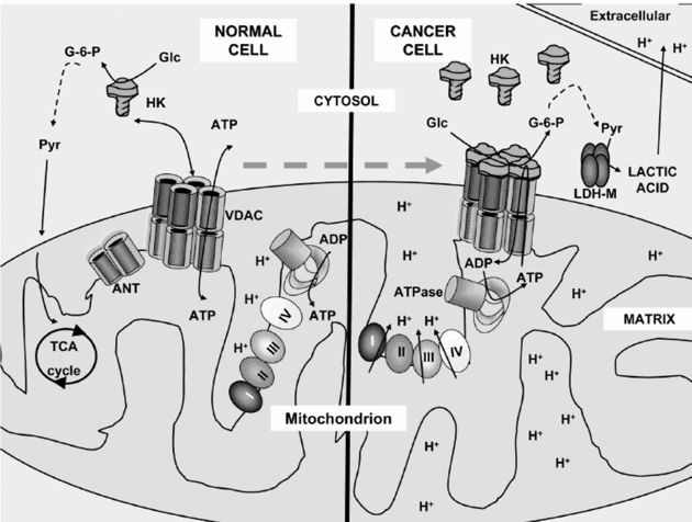 The true cause of cancer -- inflammation?