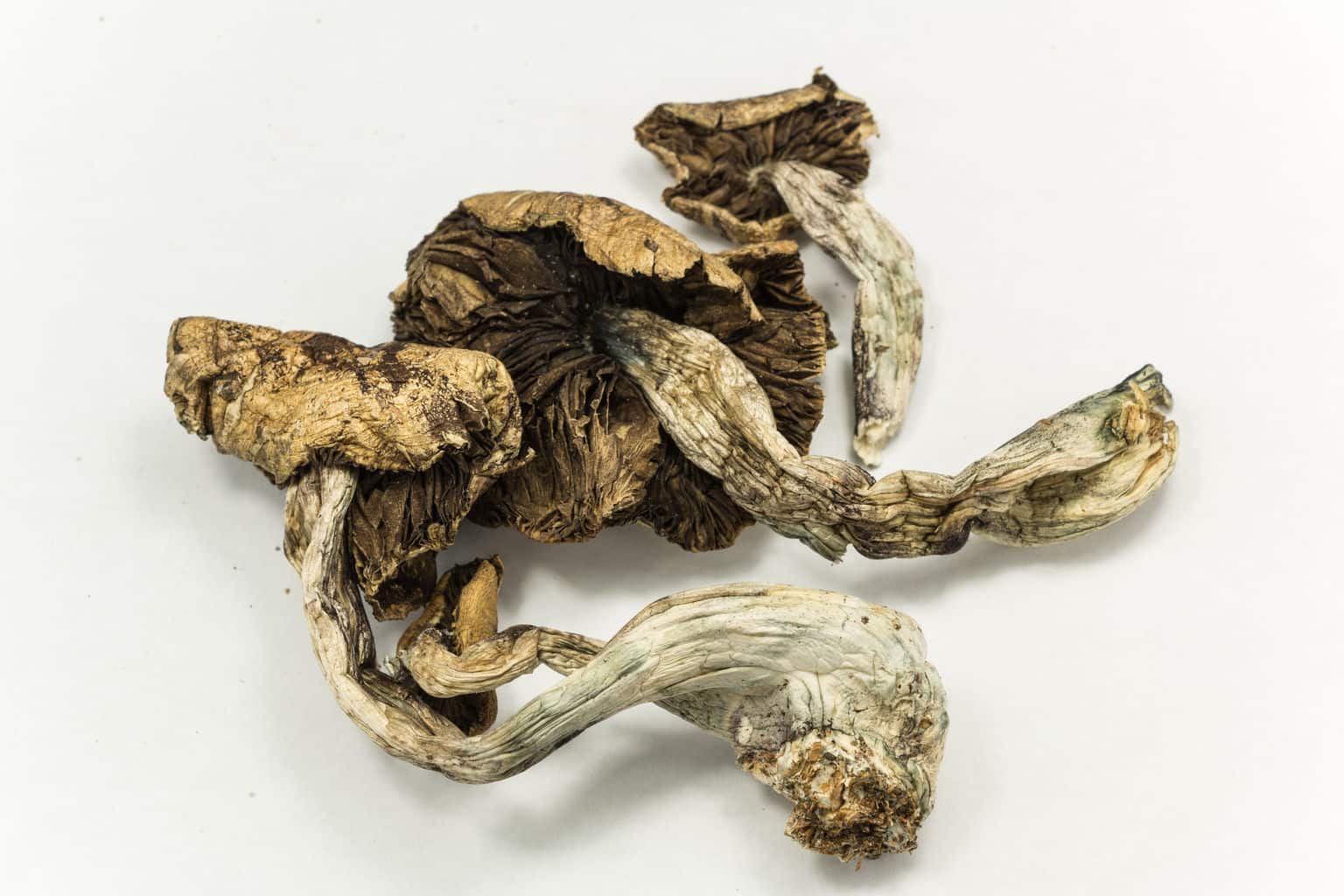 Magic mushrooms may treat anxiety and depression