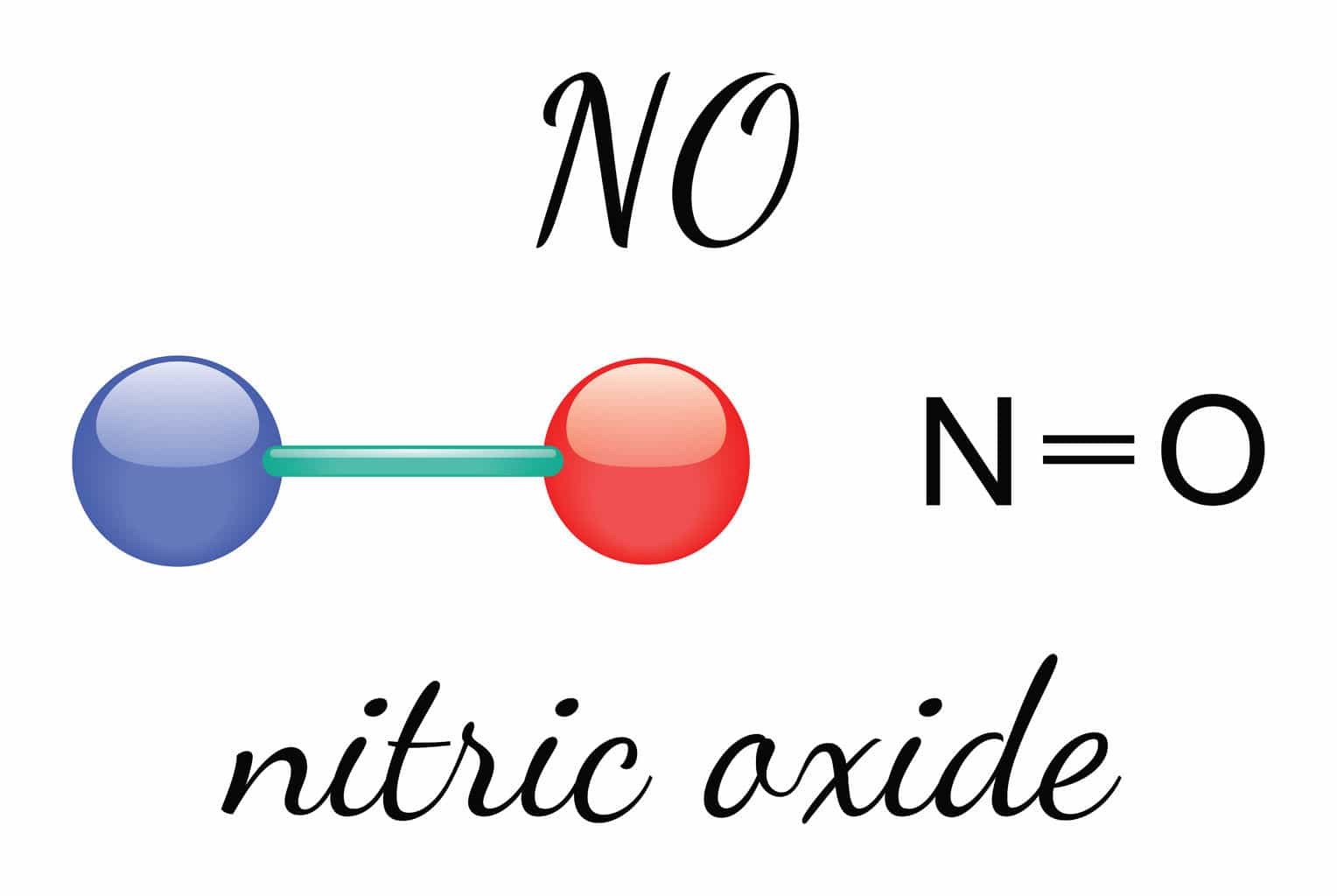 Nitric oxide affects erections