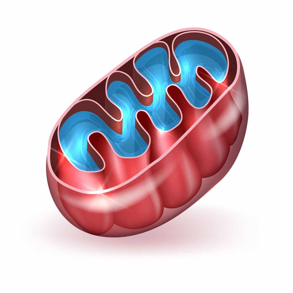 The Diabetes and Cancer connection The Diabetes and Cancer connection