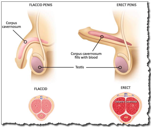 Daily Medical Discoveries Image. Flaccid Penis and Erect Penis