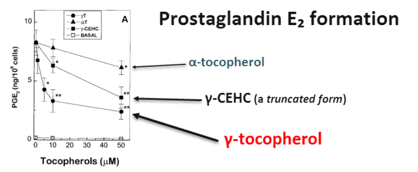 Prostaglandin E2 formation