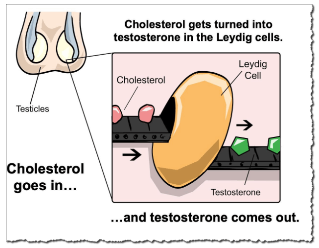 Cholesterol gets turned into testosterone in the Leydig cells. Cholesterol goes in and testosterone comes out. 