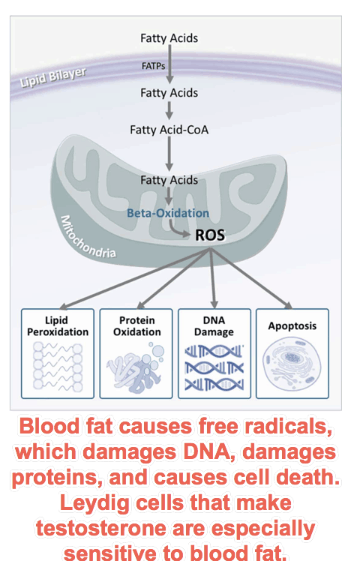 Blood fat causes free radicals, which damages DNA, damages proteins, and causes cell death. Leydig cells that make testosterone are especially sensitive to blood fat.