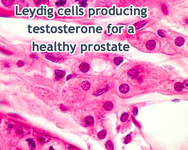 Leydig cells producing testosterone for a healthy prostate