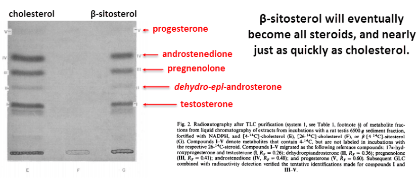 B-sitosterol will eventually become all steroids, and nearly just as quickly as cholesterol
