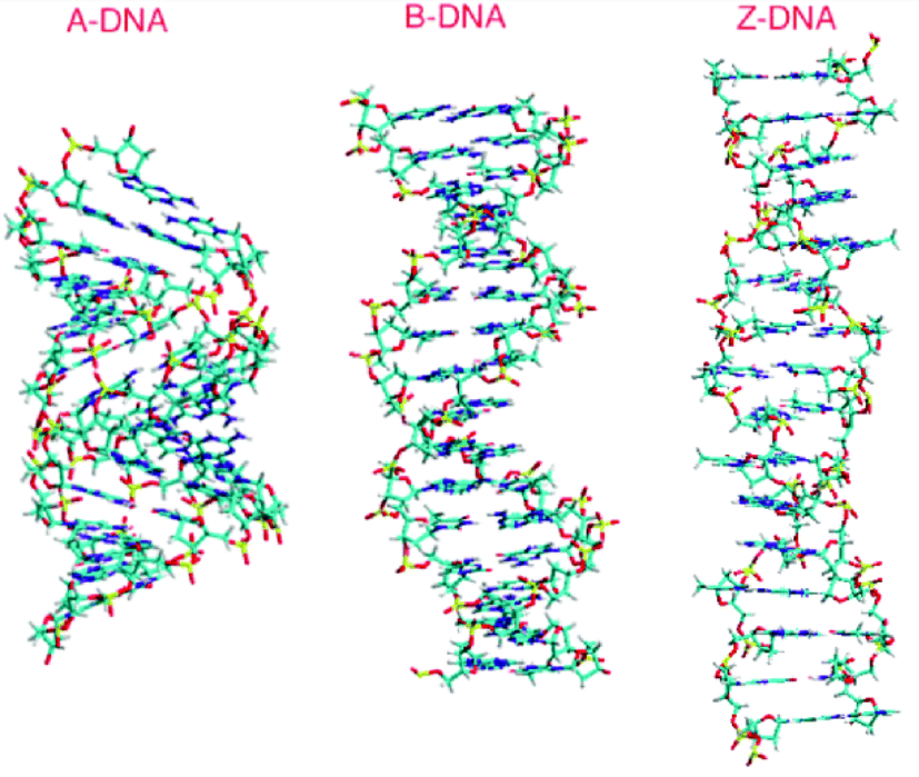 A-DNA, B-DNA, C-DNA