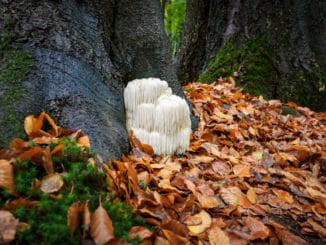 New Research Shows This Mushroom Protects Men Against Alzheimer’s