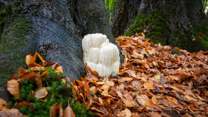 New Research Shows This Mushroom Protects Men Against Alzheimer’s