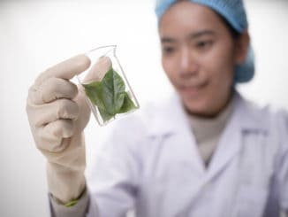 doctor woman scientist making herbal medicine in lab with herb leaves vitamin supplements mineral alternative treatment research.