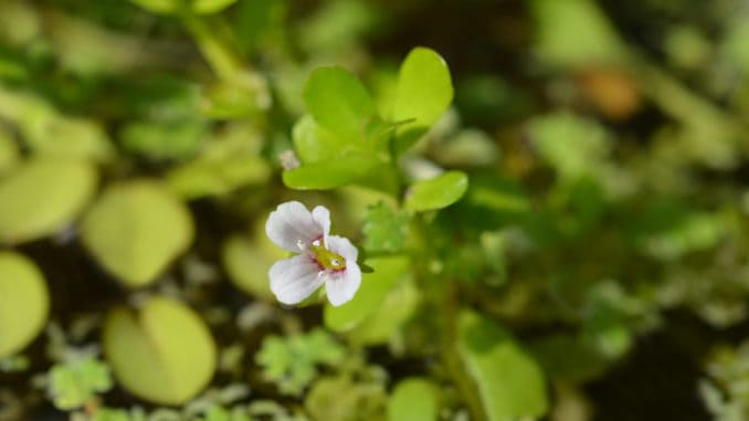 Water hyssop flower - Latin name - Bacopa monnieri