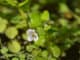Water hyssop flower - Latin name - Bacopa monnieri