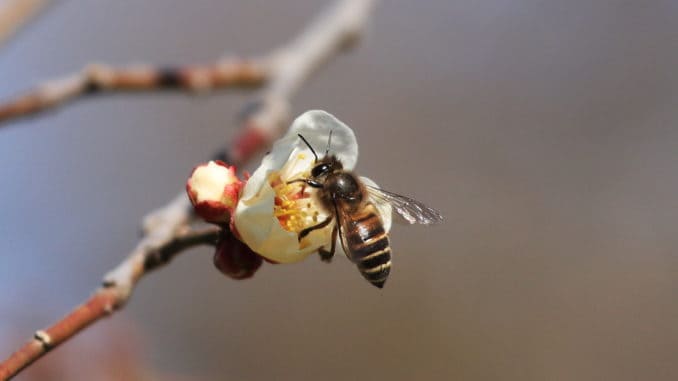 dreamstime_m_141286488 Honey Bee
