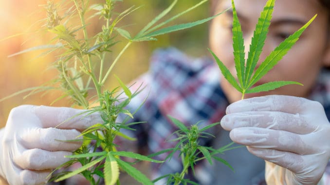 Cannabis research, Cultivation of marijuana Cannabis sativa, flowering cannabis plant as a legal medicinal drug, herb, ready to harvest.