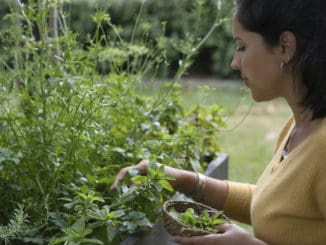 Woman picking some aromatic herbs mint, rosemary, oregano, thyme from a flower bed. She is holding a little basket on her hand