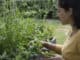 Woman picking some aromatic herbs mint, rosemary, oregano, thyme from a flower bed. She is holding a little basket on her hand