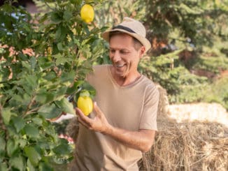 Smiling man in straw hat pruning lemon tree in the garden