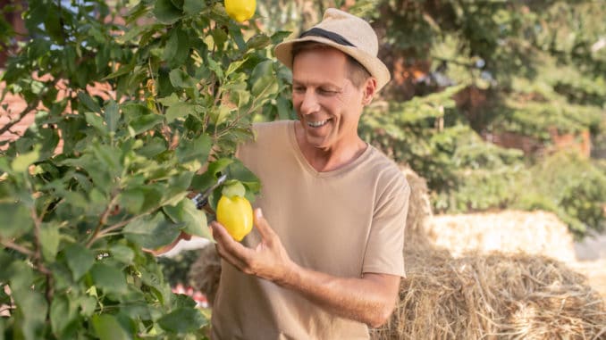 Smiling man in straw hat pruning lemon tree in the garden