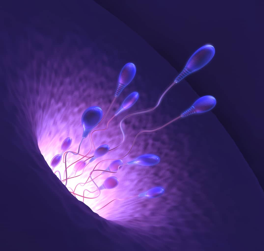 Does Semen Quality Predict A Man’s Life Expectancy? Does Semen Quality Predict A Man’s Life Expectancy?
