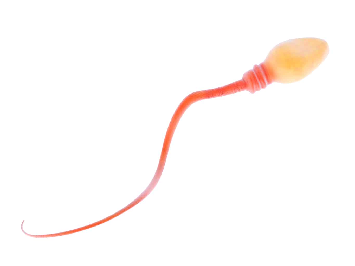Spermatogenesis Spermatogenesis