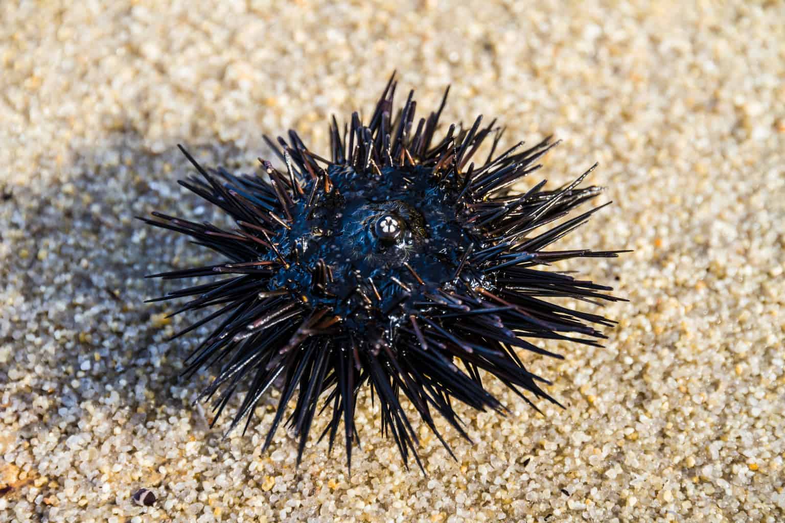 Why sea urchins never die -- how men can be “immortal”?