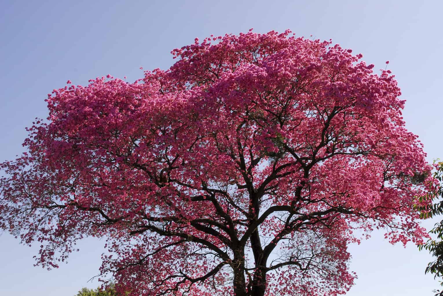 The magic Lapacho tree from South America