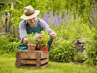 Man planting herbs in a garden