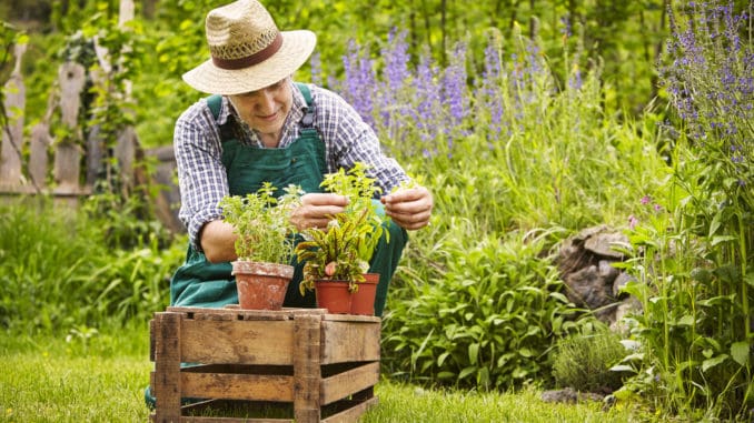 Man planting herbs in a garden