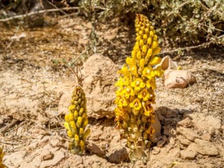 Cistanche tubulosa, Broomrape - blooming yellow flower