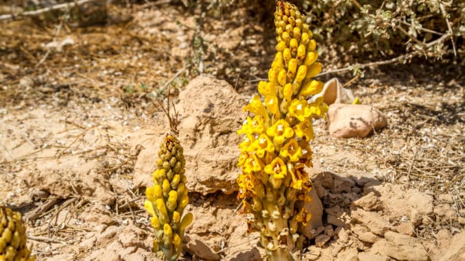 Cistanche tubulosa, Broomrape - blooming yellow flower