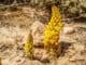 Cistanche tubulosa, Broomrape - blooming yellow flower