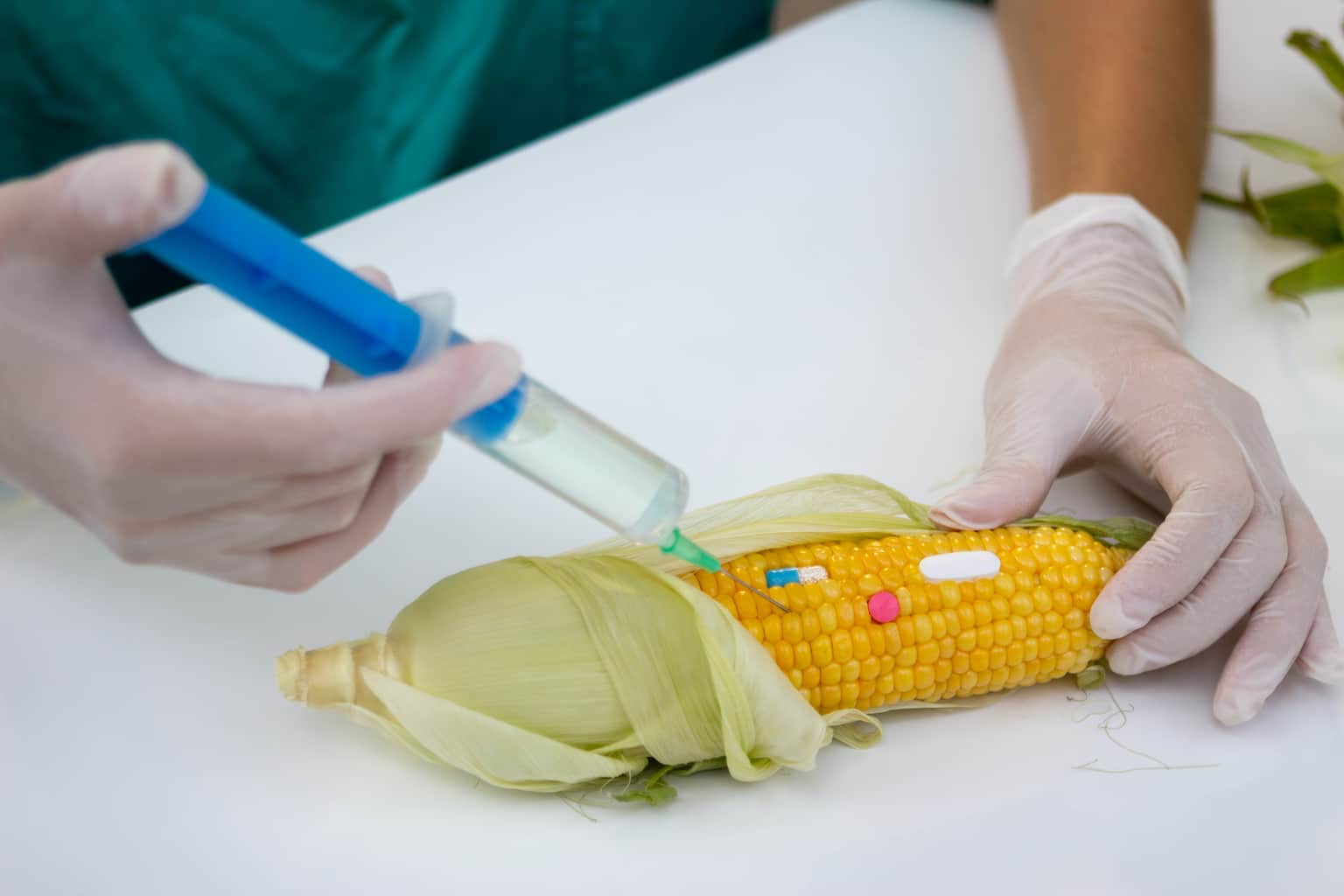 Genetically-Modified Corn Causes Intestinal Changes