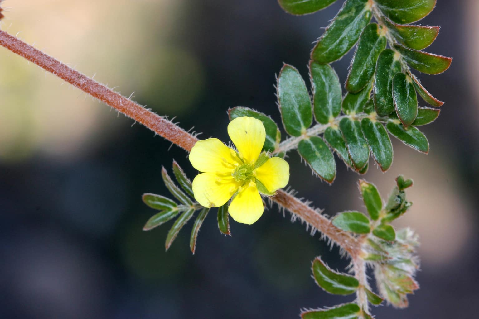 Tribulus doesn't raise testosterone or improve libido