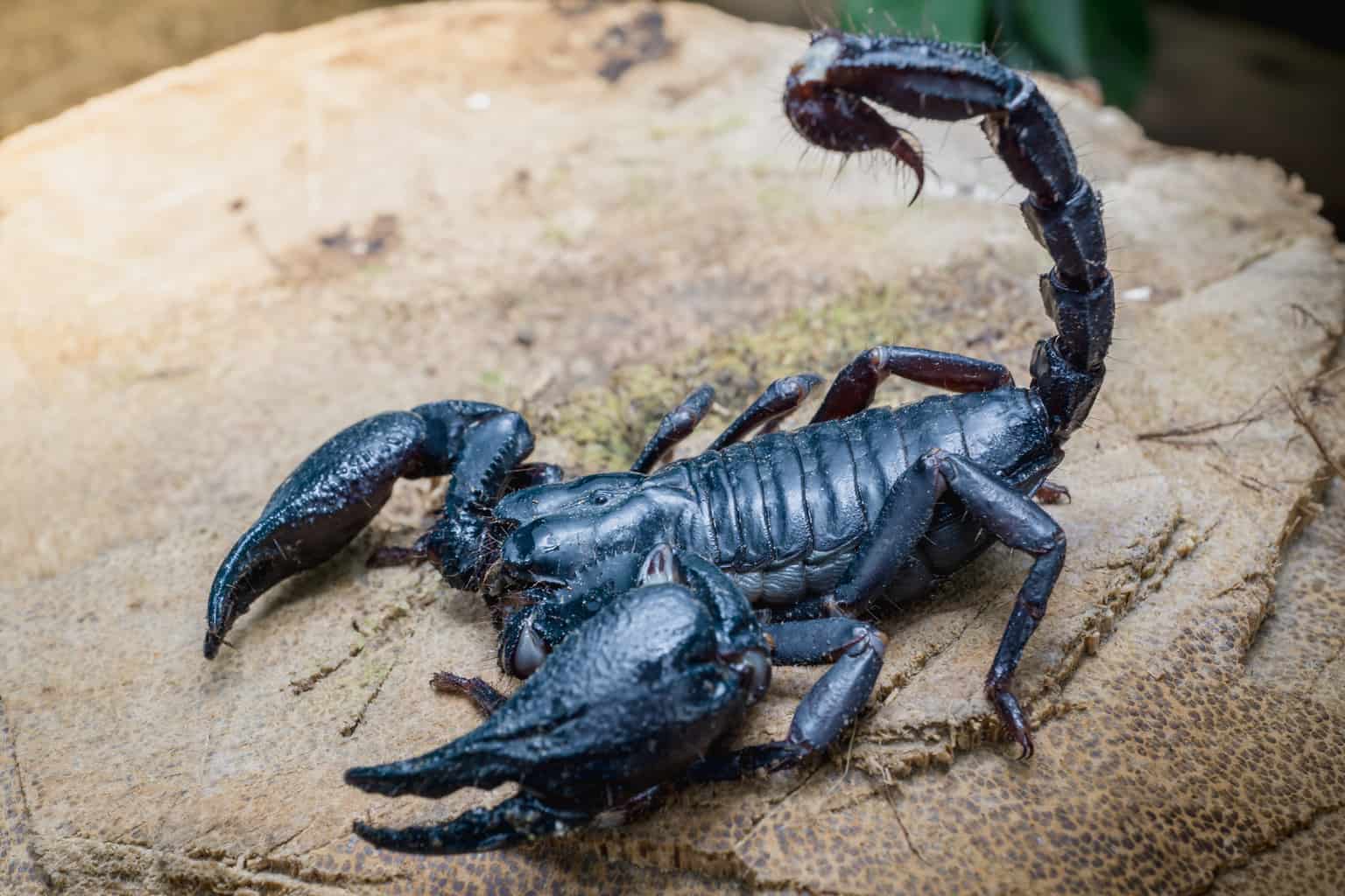 Can scorpion venom fix stiff and painful joints?