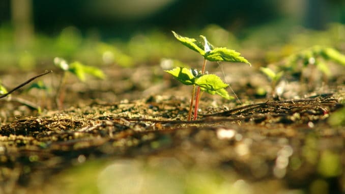 This 2,000 year old plant works better than a steroid This 2,000 year old plant works better than a steroid