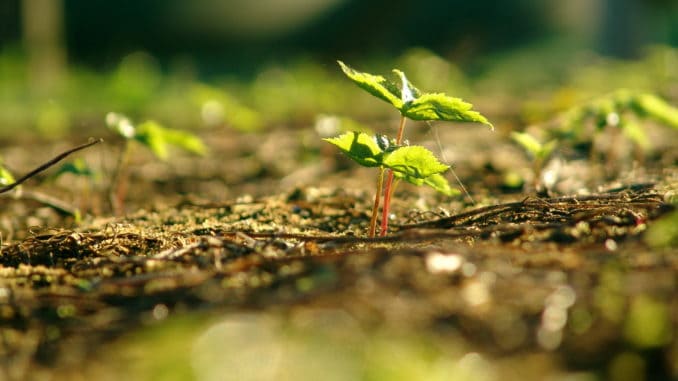 This 2,000 year old plant works better than a steroid