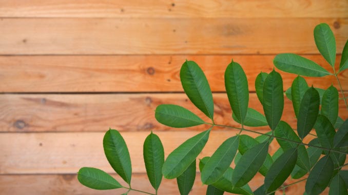 This Natural Remedy Quickly Raises Testosterone Levels in Men This Natural Remedy Quickly Raises Testosterone Levels in Men