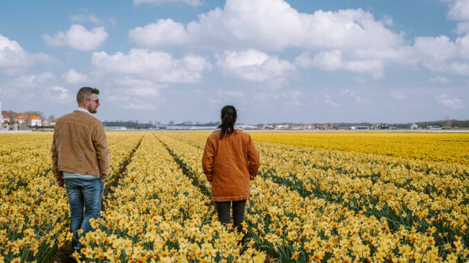 Couple walking in yellow flower bed yellow daffodil flowers during Spring in the Netherlands Lisse during Sprin