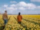 Couple walking in yellow flower bed yellow daffodil flowers during Spring in the Netherlands Lisse during Sprin